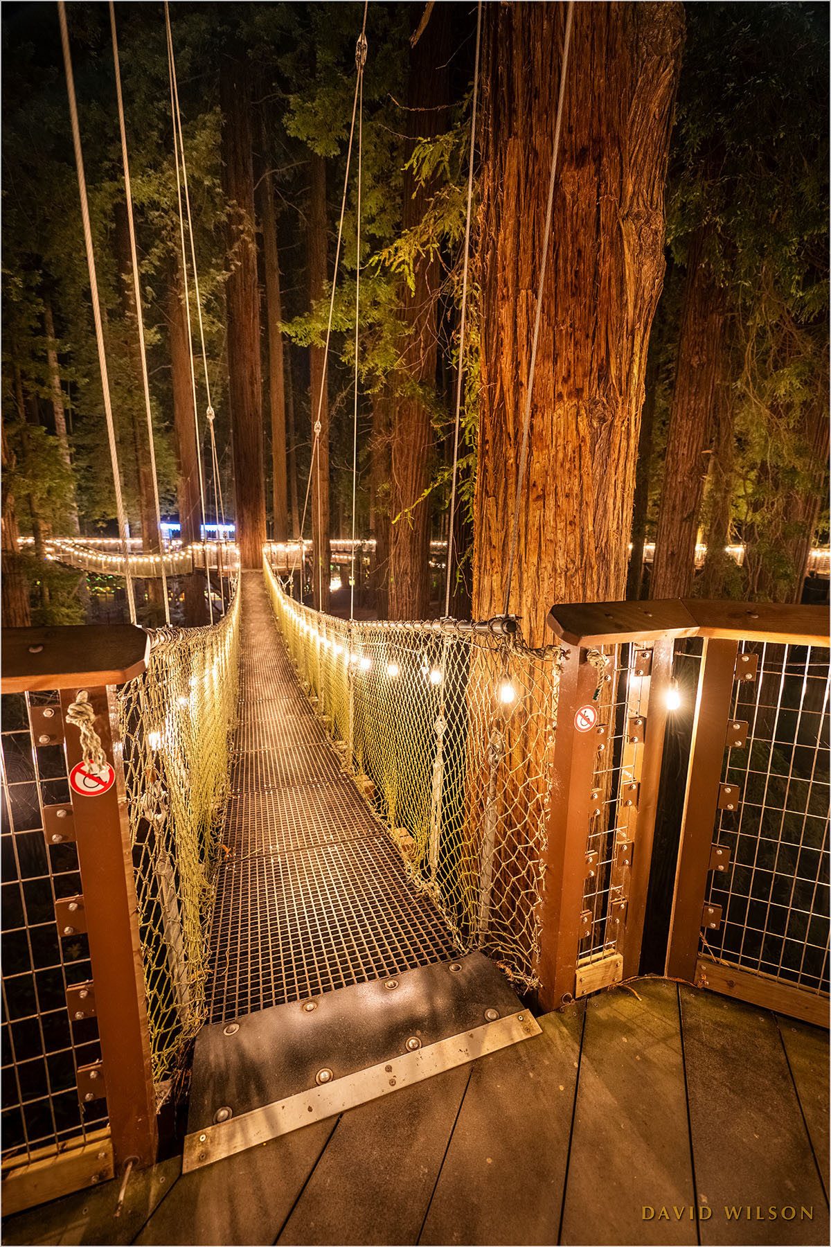 Nocturnal Habitat