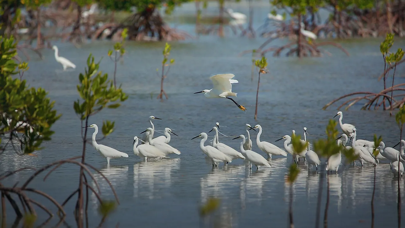 Wetlands Habitat