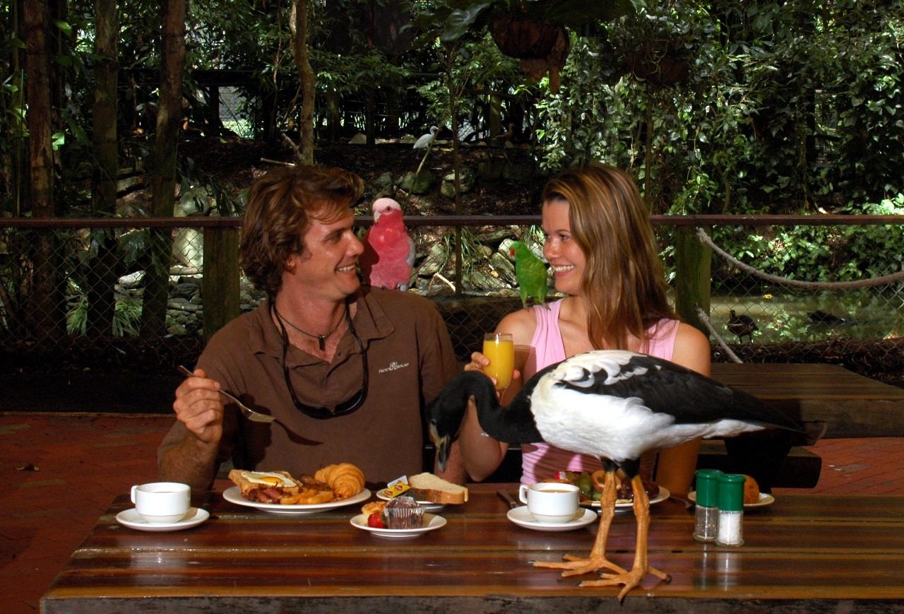 Breakfast With the Birds Port Douglas