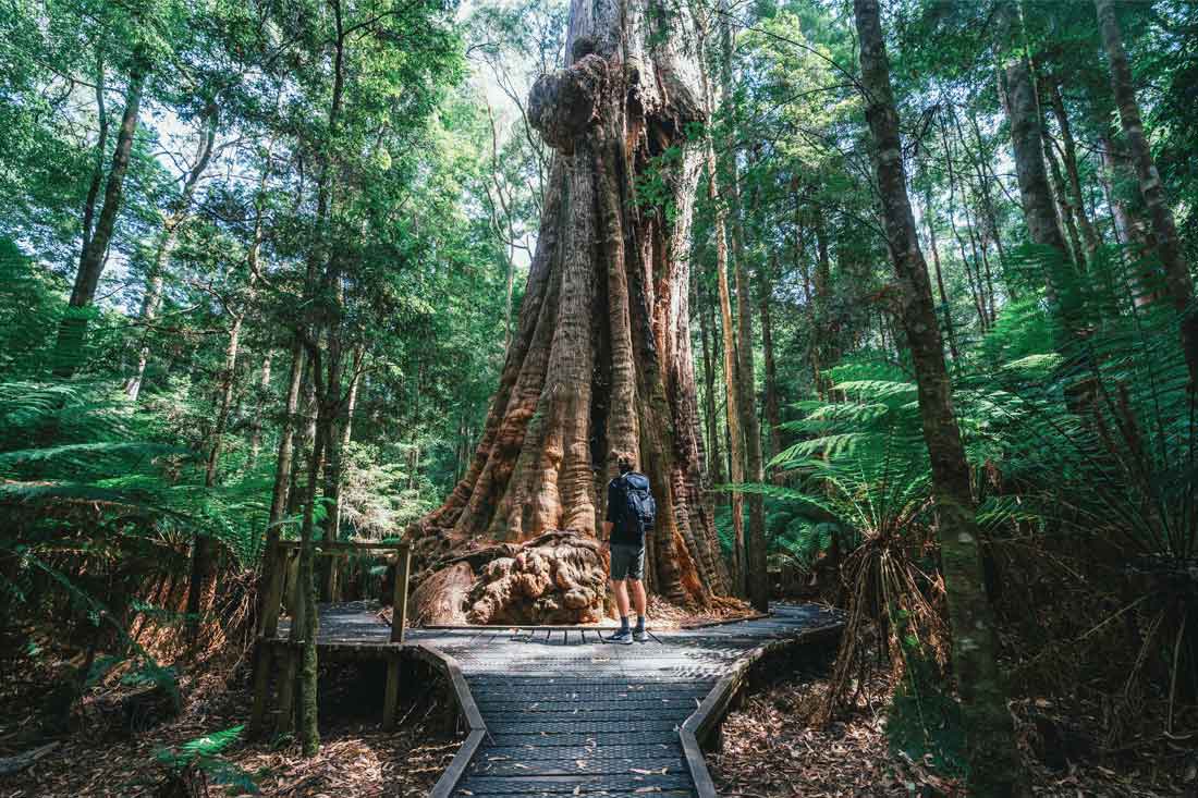 Launceston Zipline Through Ancient Forest Canopy