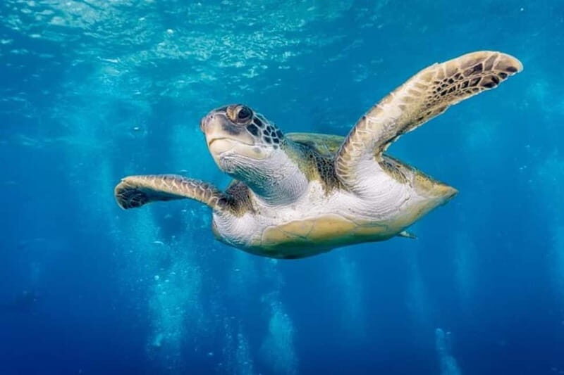 Turtle Bay