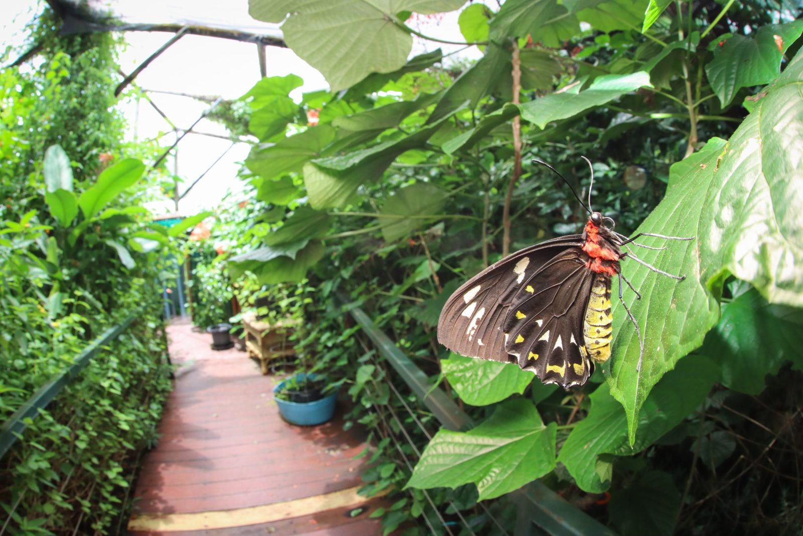 Butterfly Farm