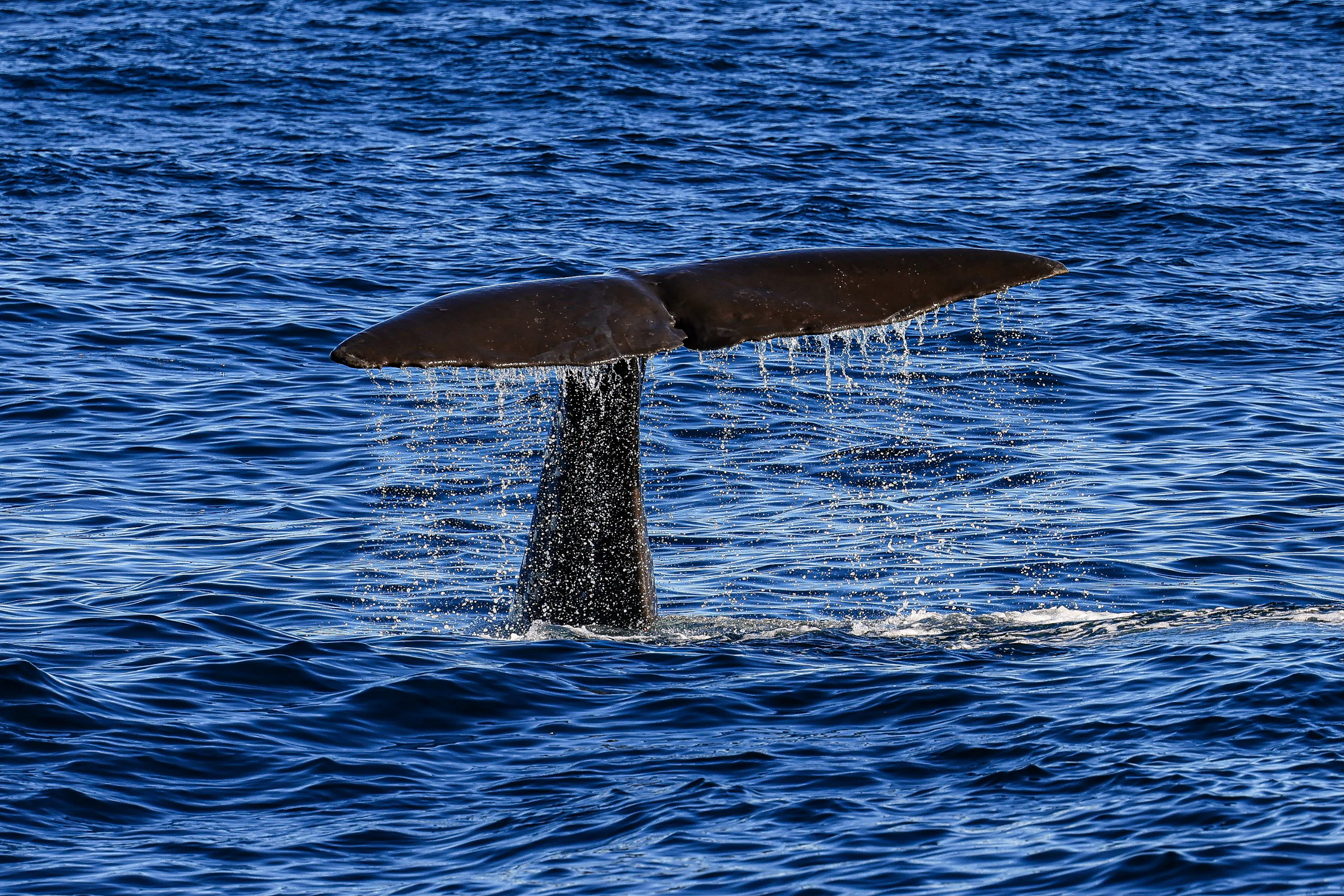 Sperm Whale Watching Azores Adventure