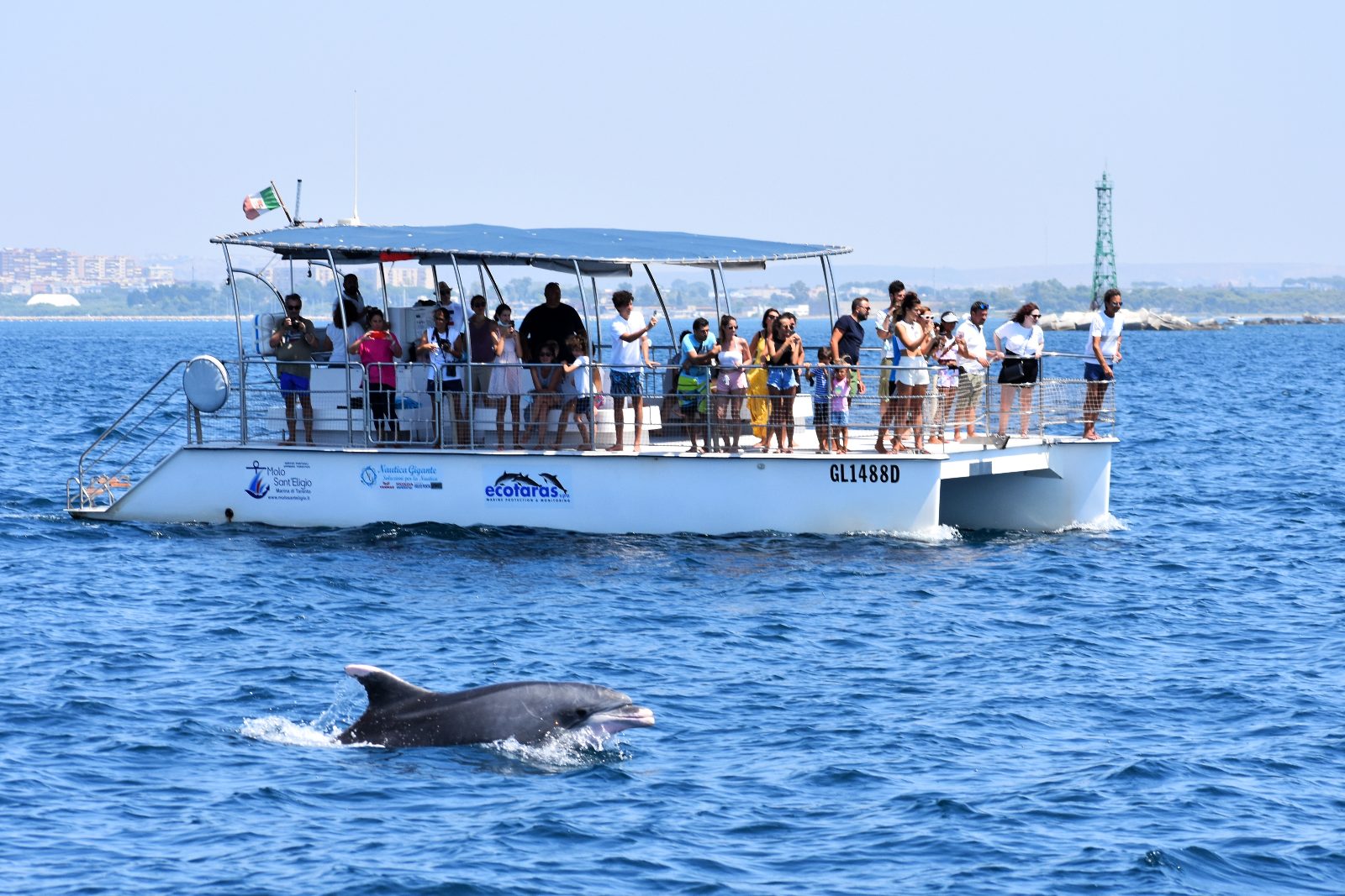 Taranto Dolphin Tour in the Ionian Sea