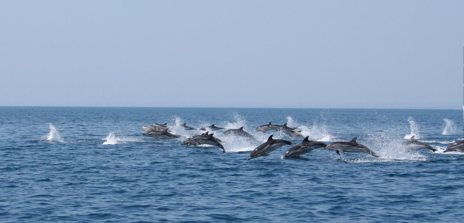 Taranto Dolphin Tour