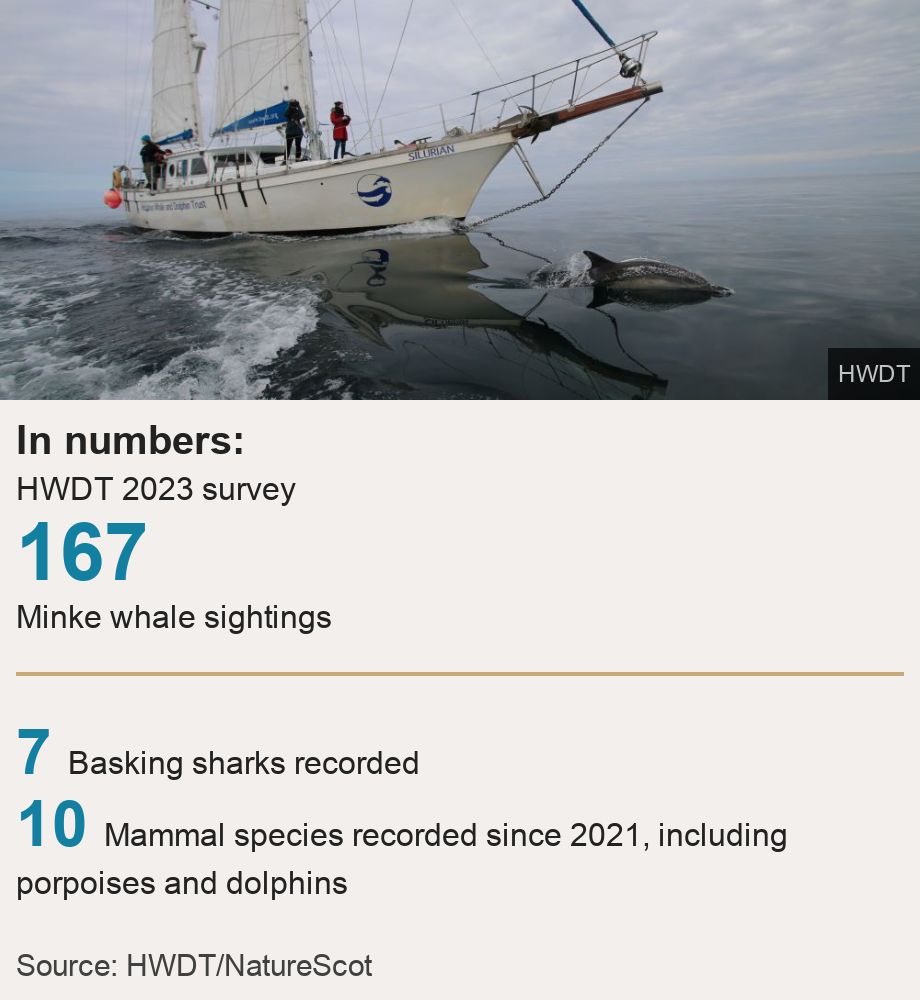 Dolphin Pods