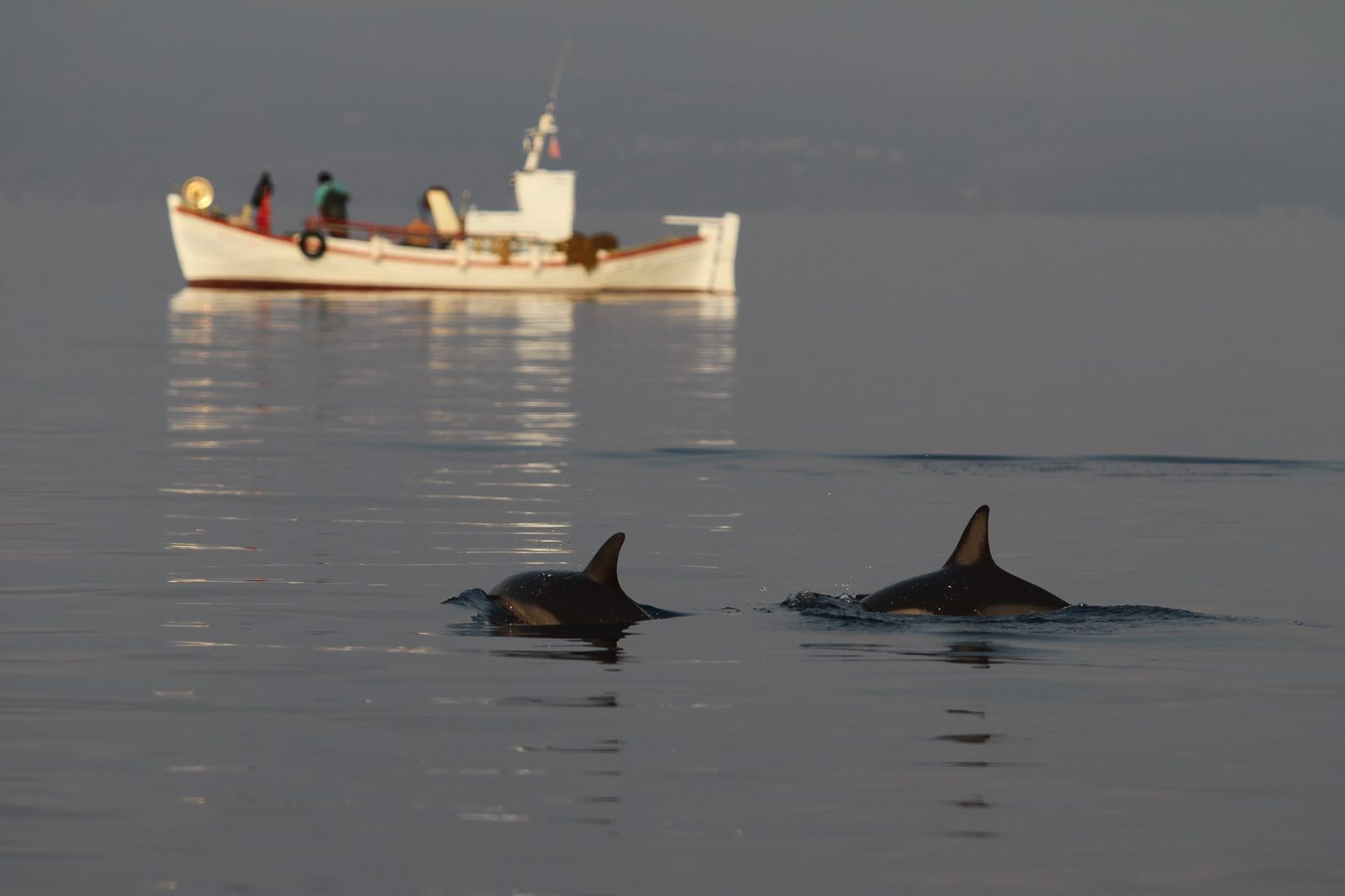 Your experience at Taranto Dolphin Tour