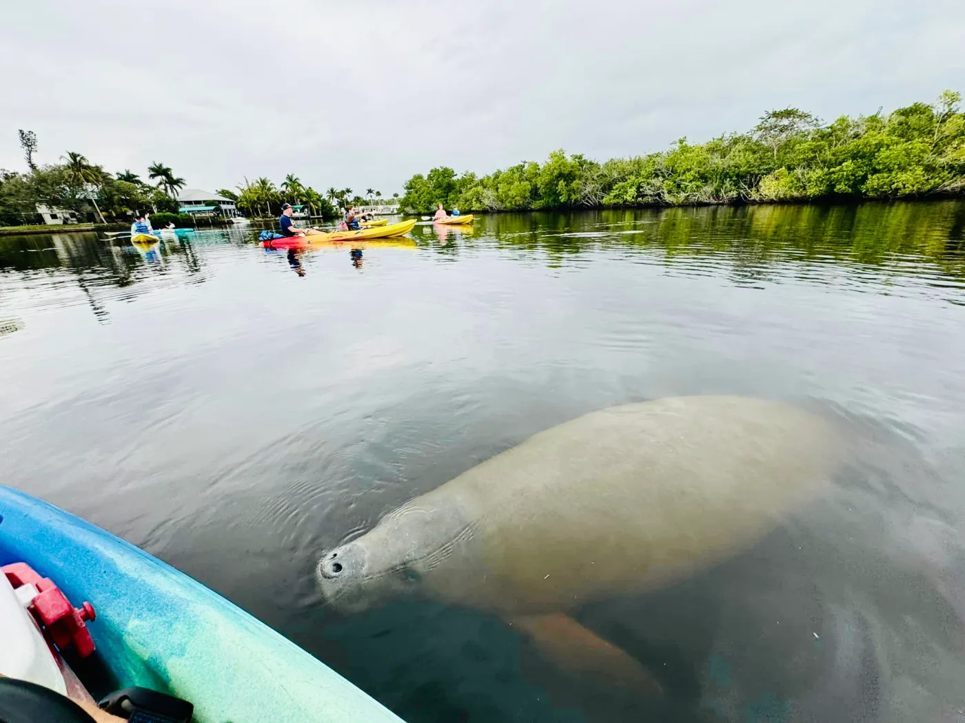 Fort Myers Kayak Tours