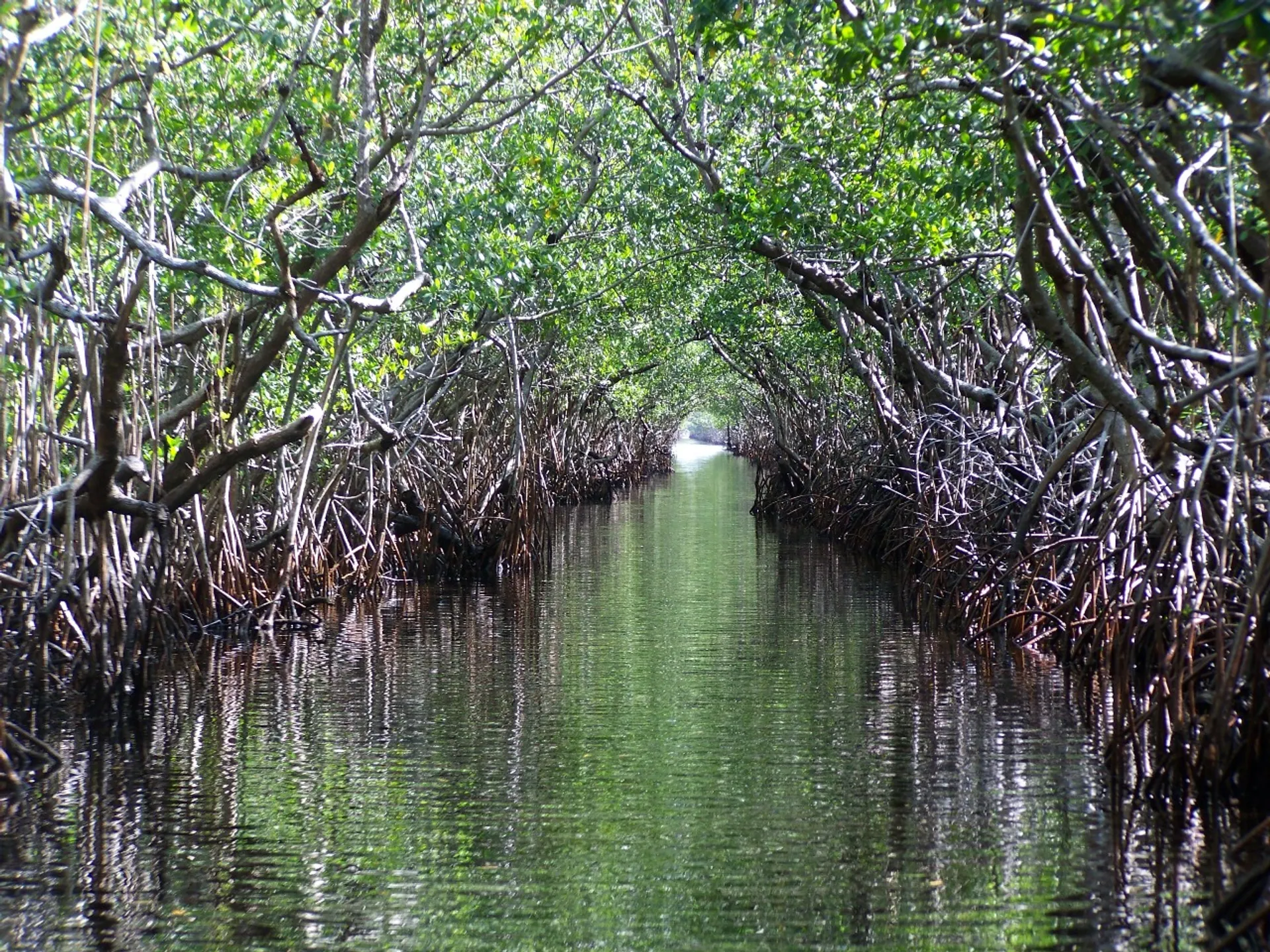Fort Myers Kayak Tours Through Coastal Waters