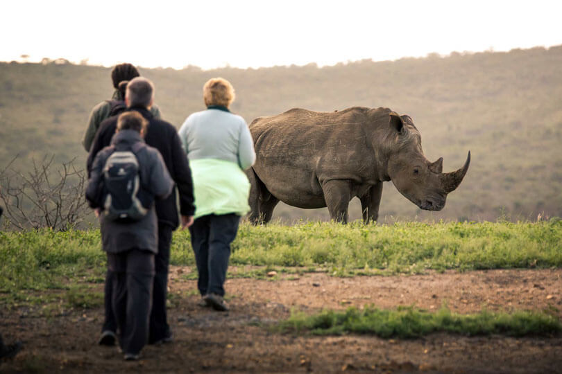 Your experience at Rhino Walk Livingstone