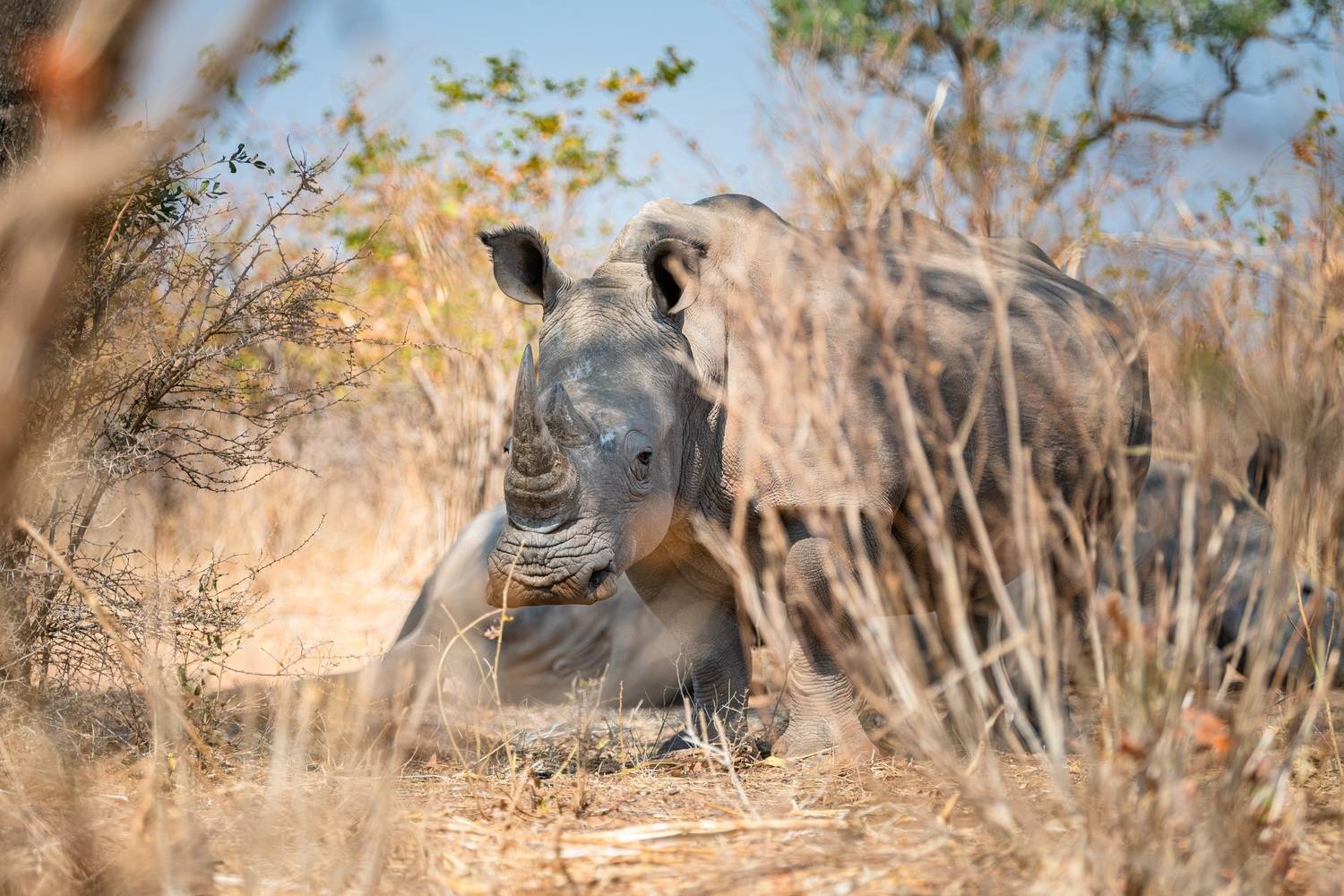 Rhino Walk Livingstone: Track Southern White Rhinos on Foot
