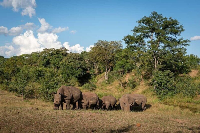Rhino Walk Livingstone