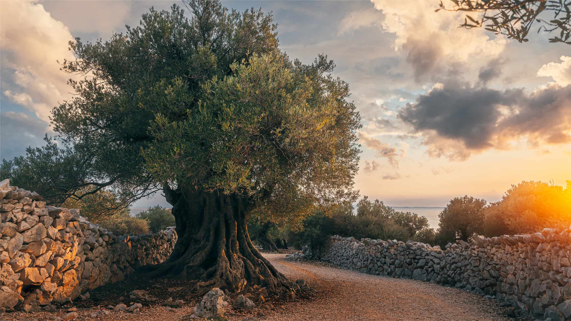 Ancient Grove Trees