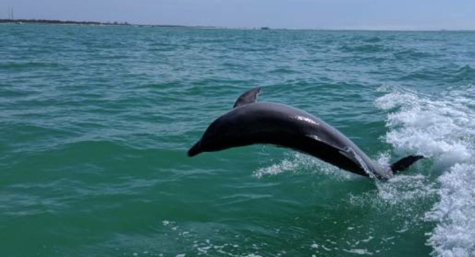 Treasure Island Dolphin Cruise