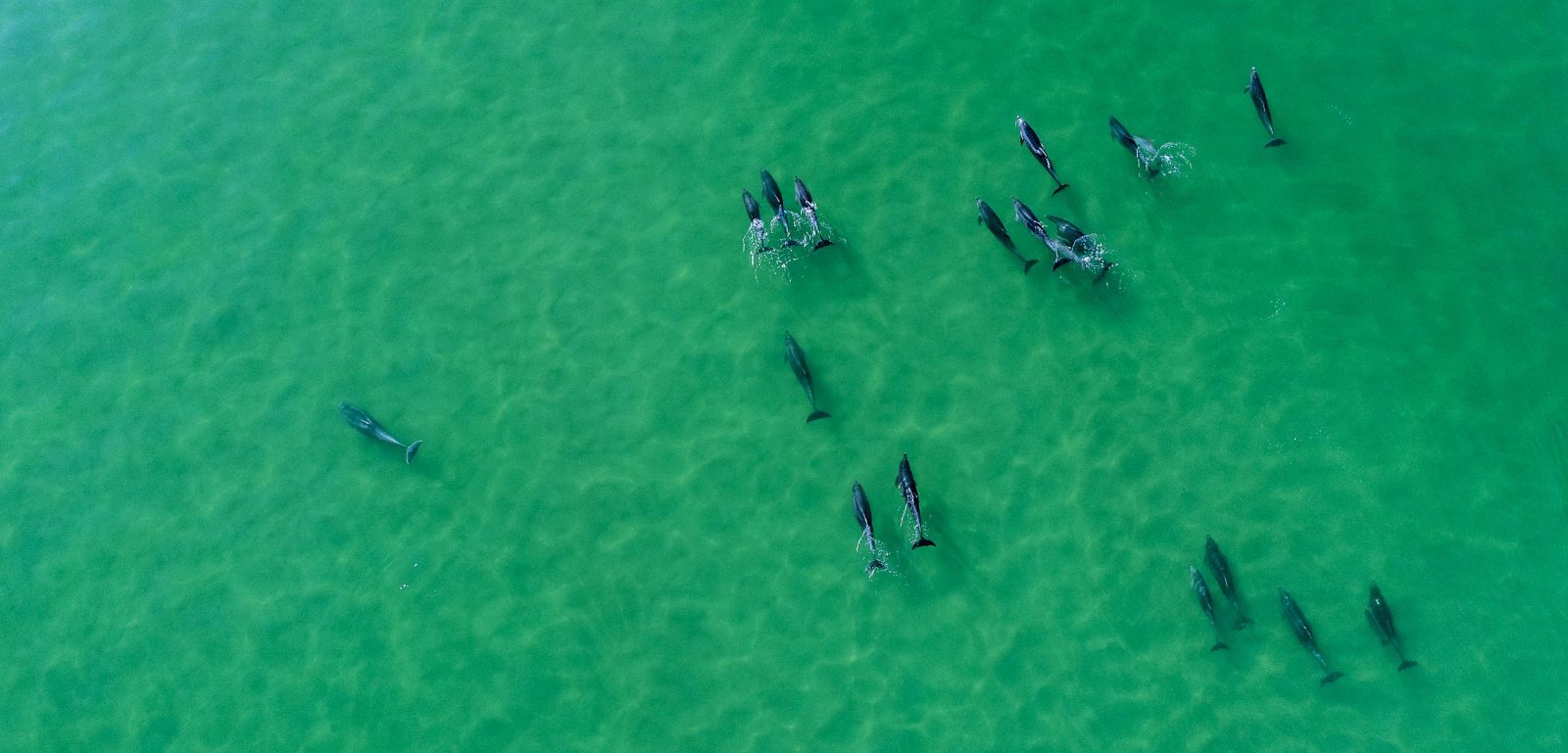 Treasure Island Dolphin Cruise Experience