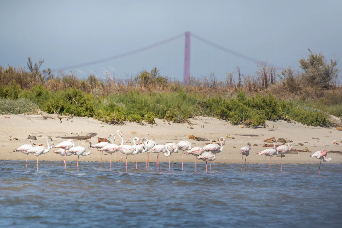 Lisbon Birdwatching Tour