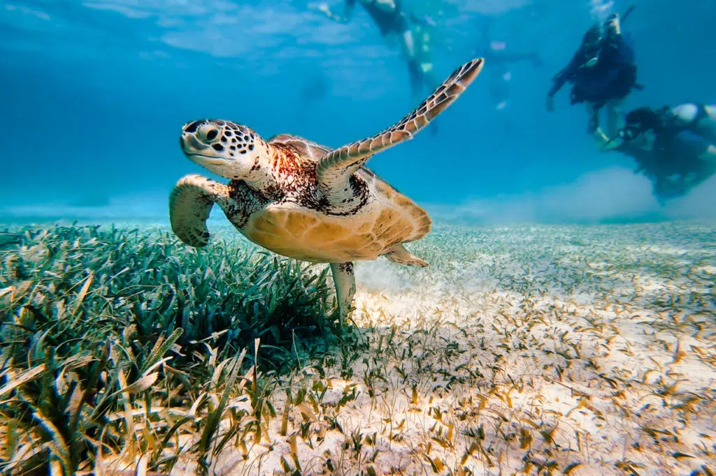 Natural Marine Reserve