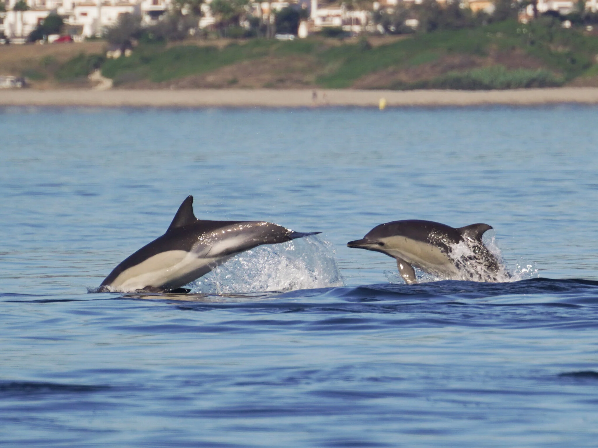 Dolphin Watching Sotogrande