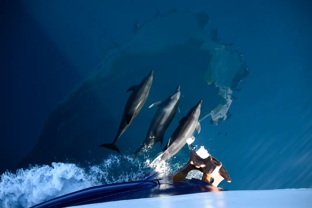 Your experience at Dolphin Watching Sotogrande