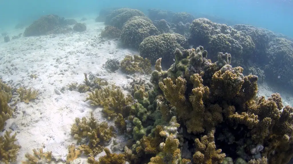 Barrier Reef