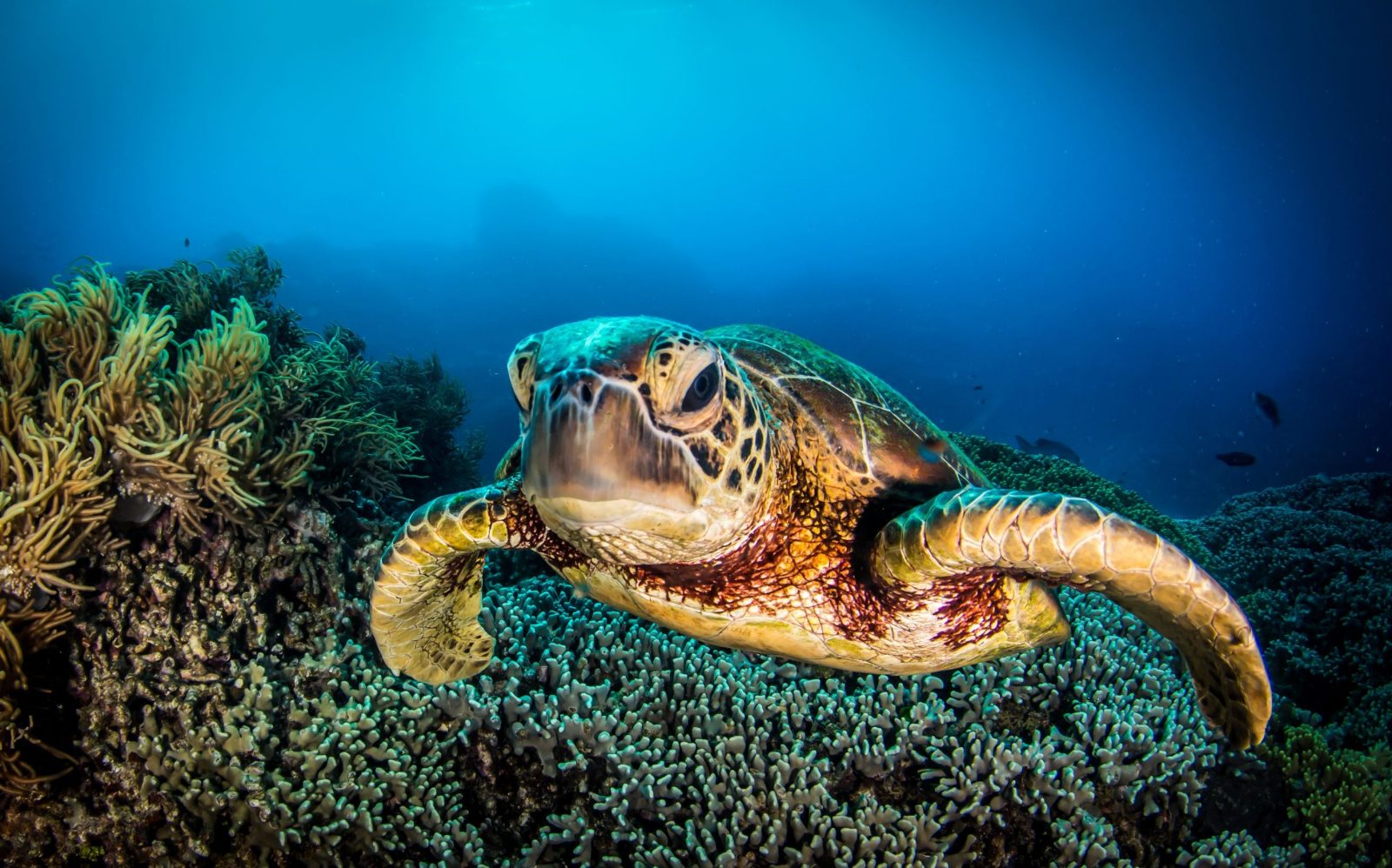 Turtle Reef