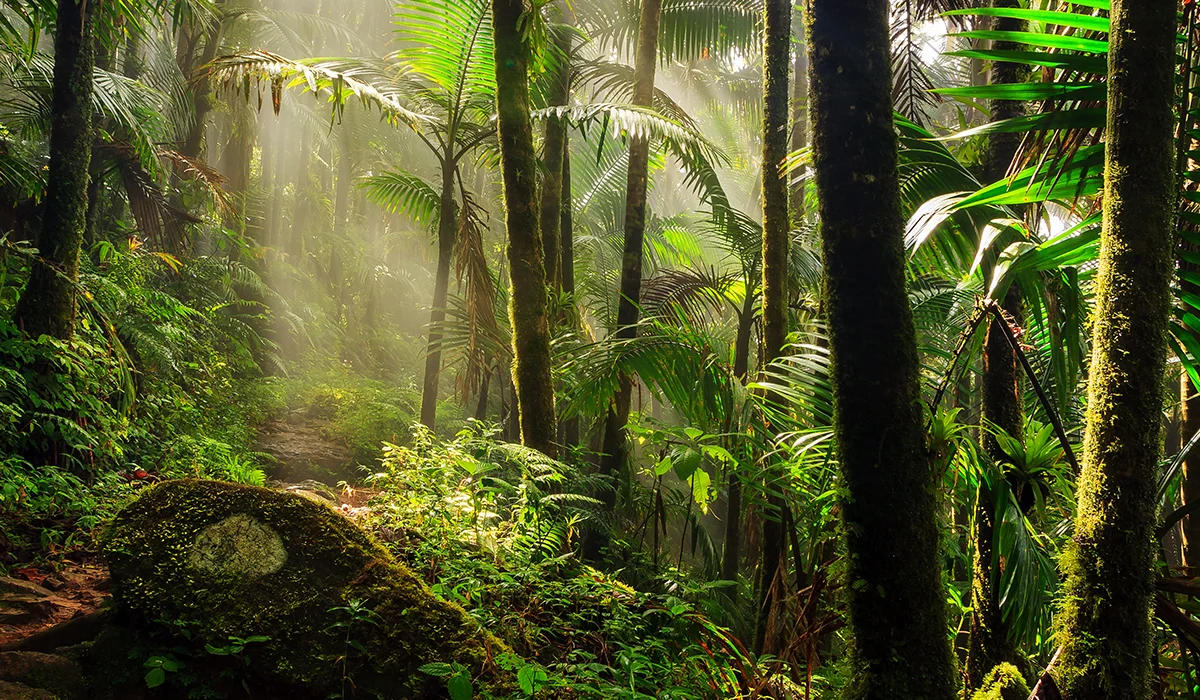 Daintree National Park