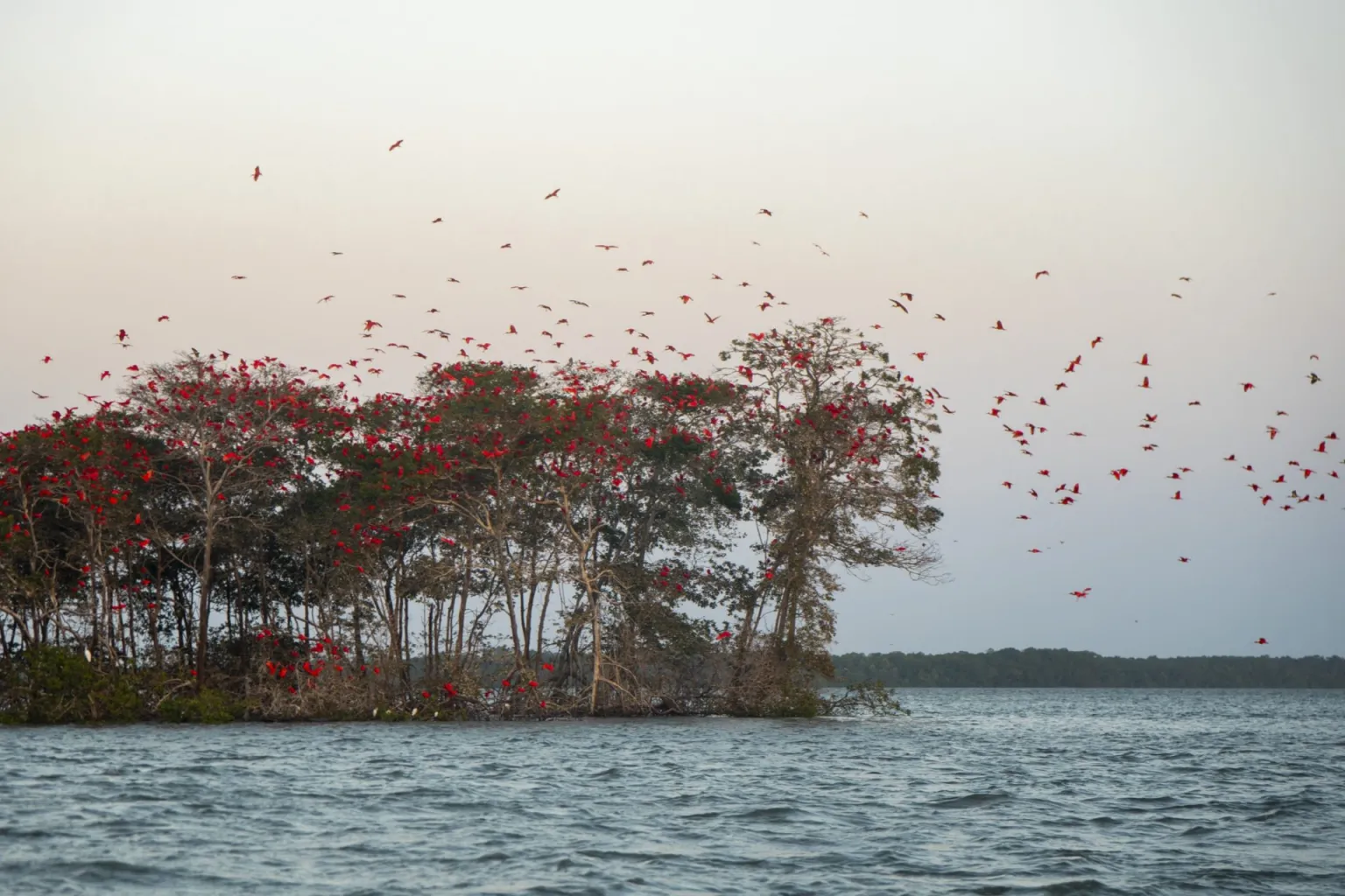 Passeio Revoada Dos Guaras