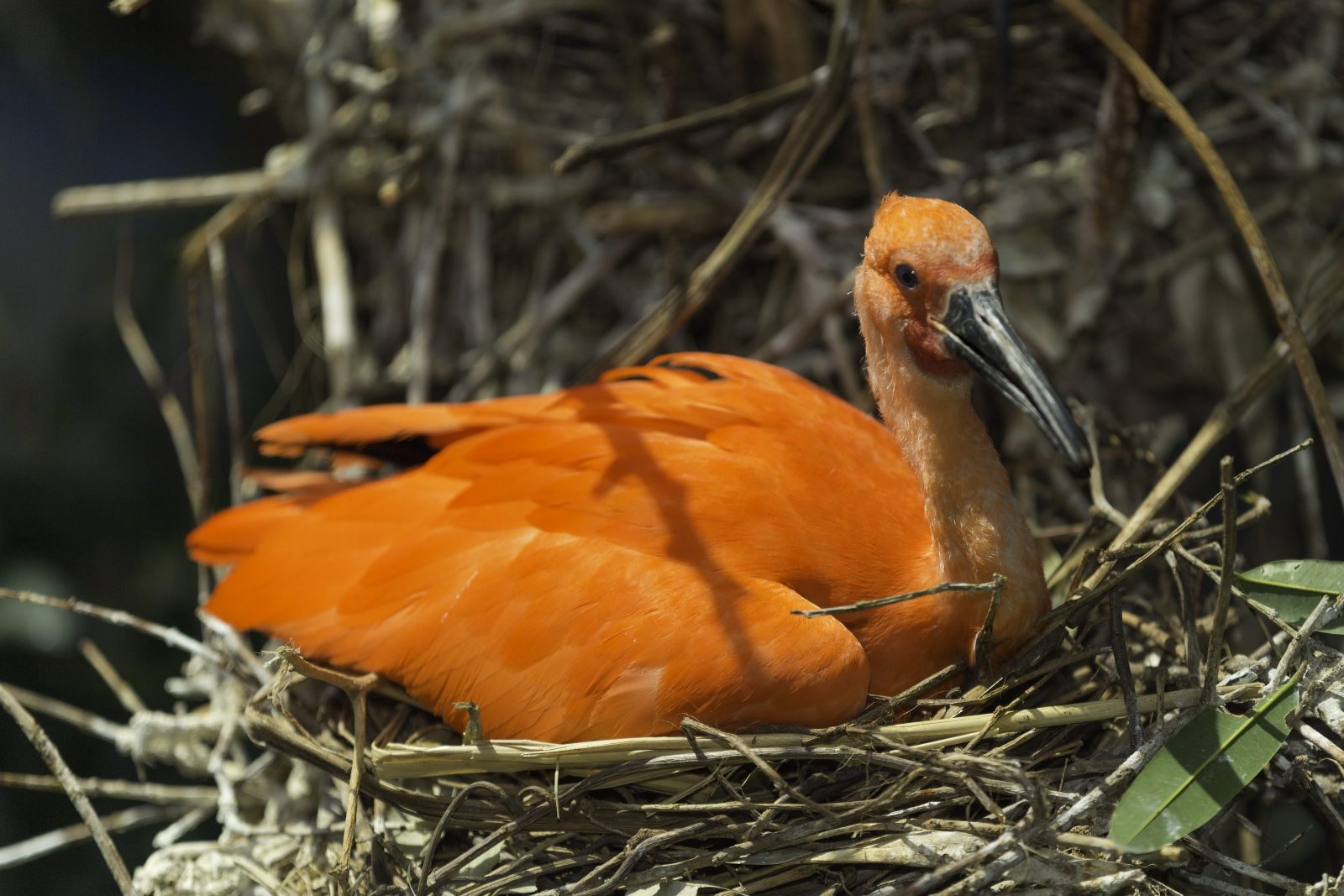 Scarlet Ibis Site