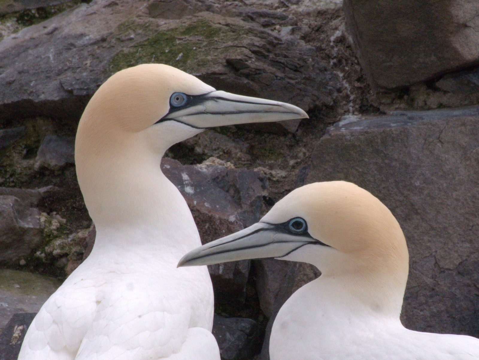 Puffin Boat Trip North Berwick Wildlife Experience