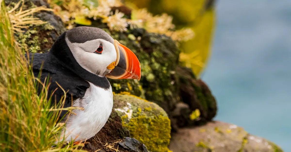 Your experience at Puffin Boat Trip North Berwick