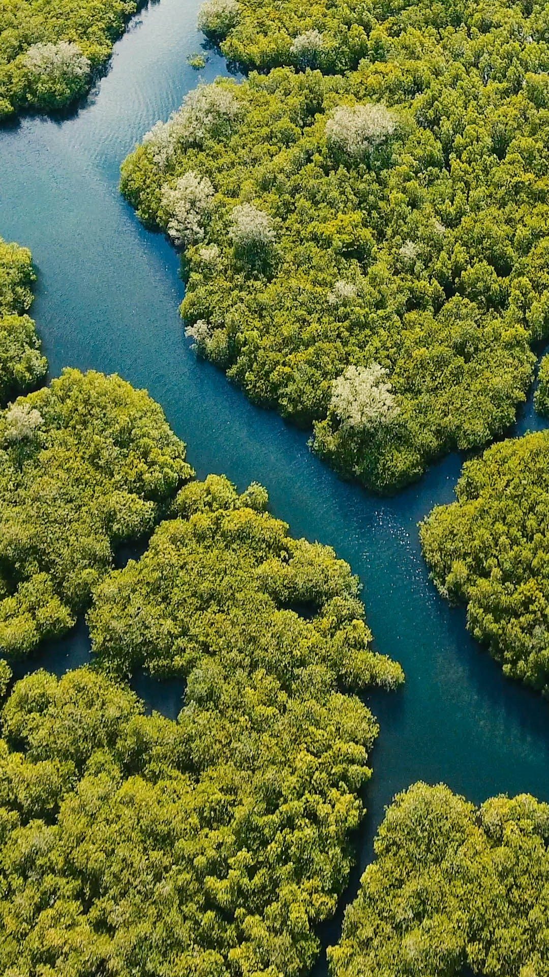 Mangrove Ecosystem