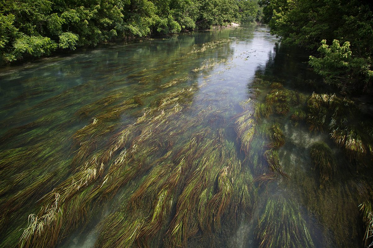 San Marcos River Aquatic Life