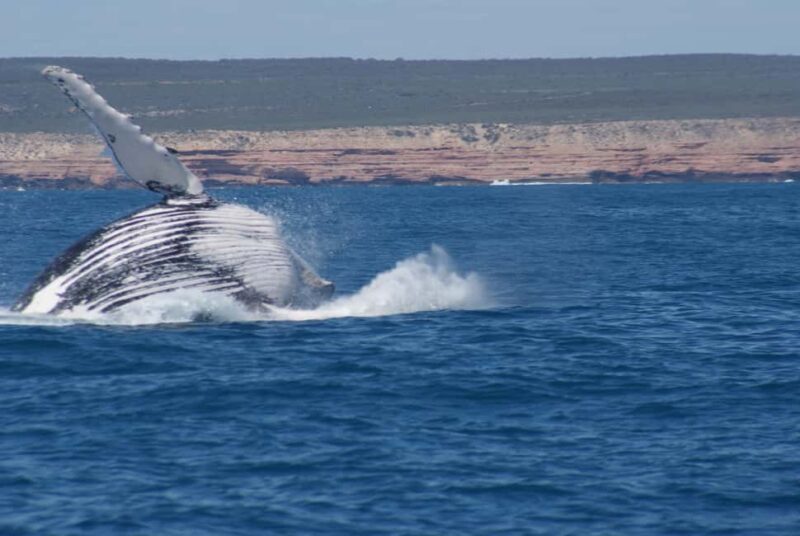 Kalbarri Whale Watching on the Coastal Waters