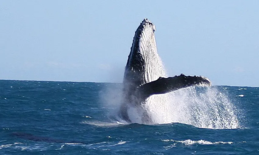 Kalbarri Whale Watching