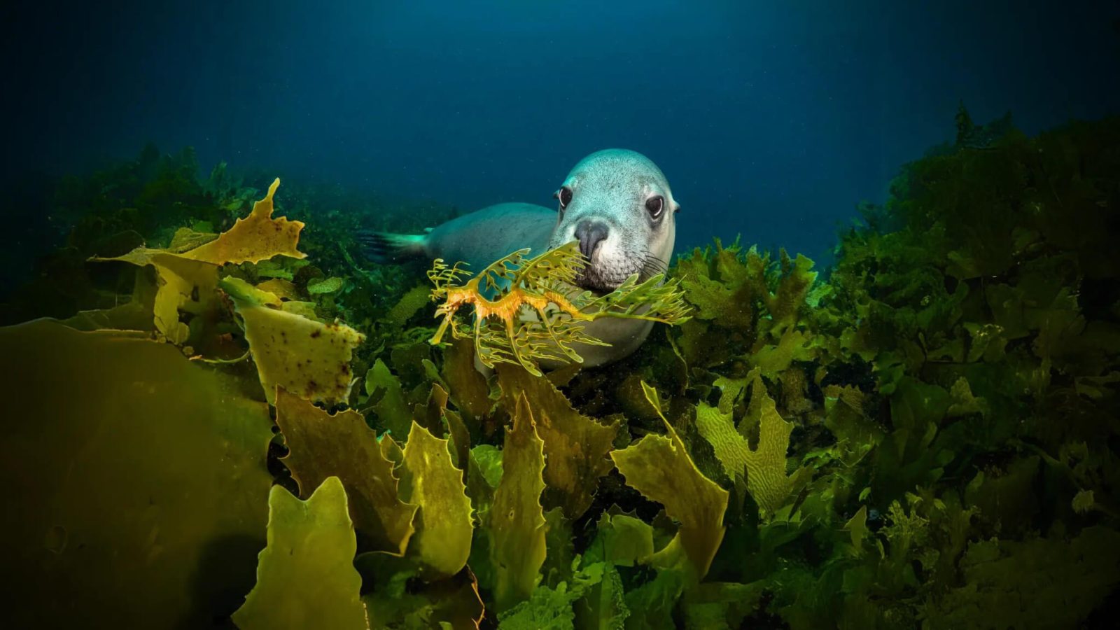 Marine Wildlife Zones
