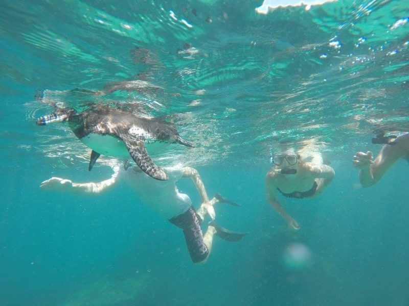 Your experience at Isabela Island Day Tour From Santa Cruz
