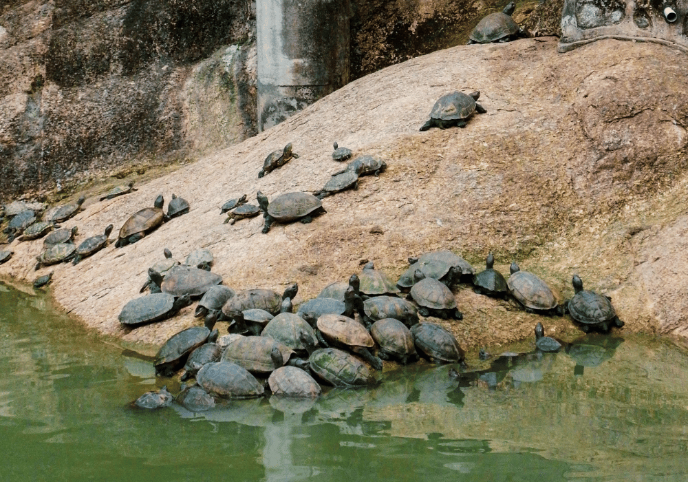 Tortoise Pond