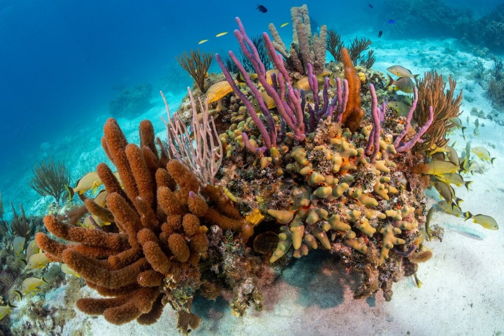 Atabey Sculpture Sosua underwater