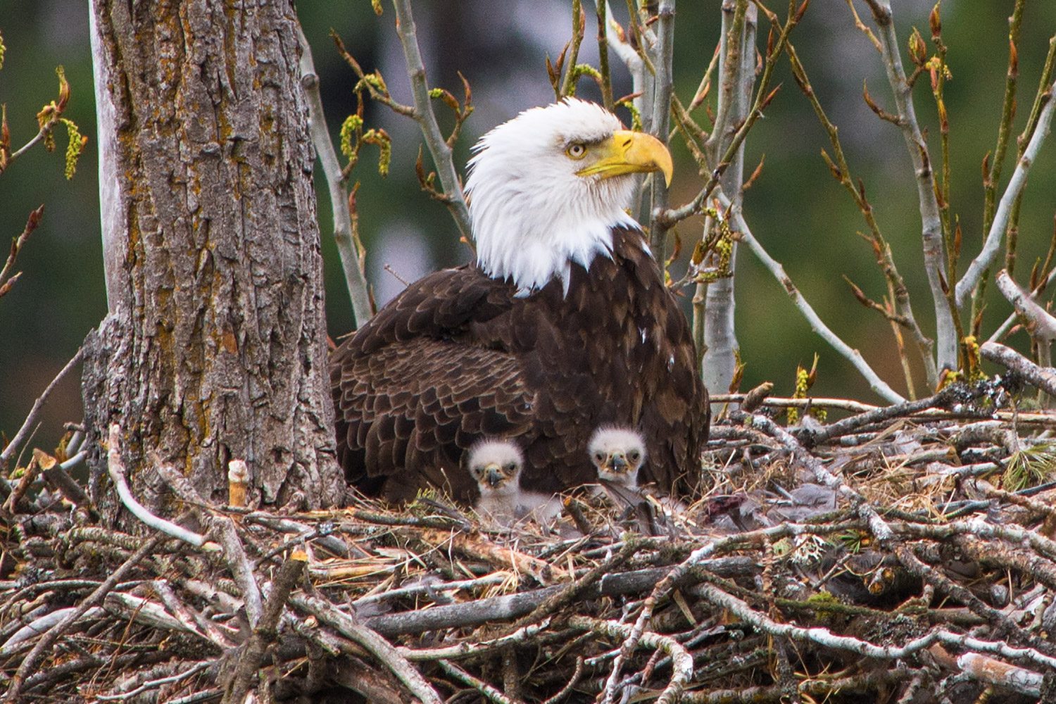 Eagle Nesting Sites