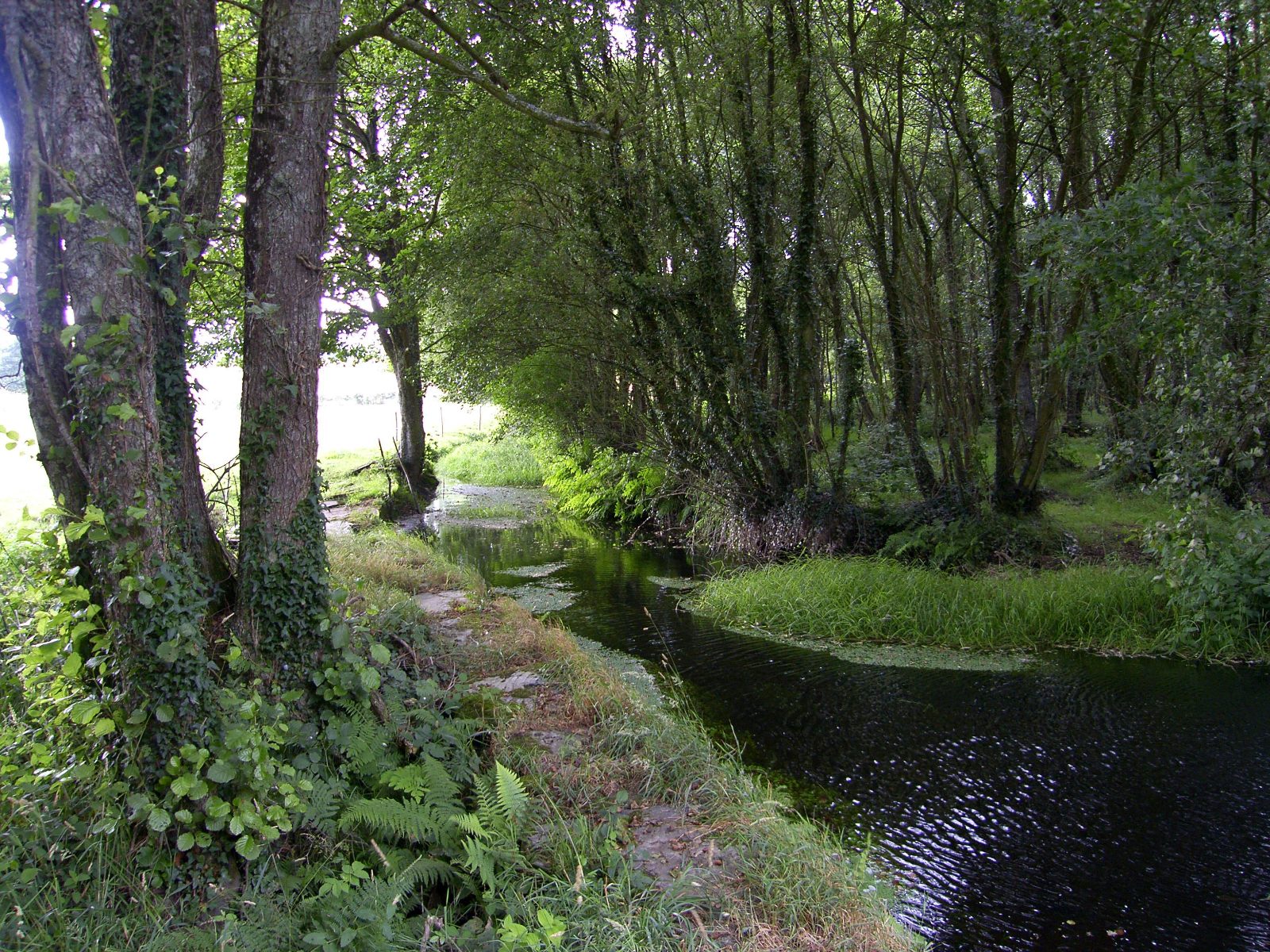 Riparian Forest