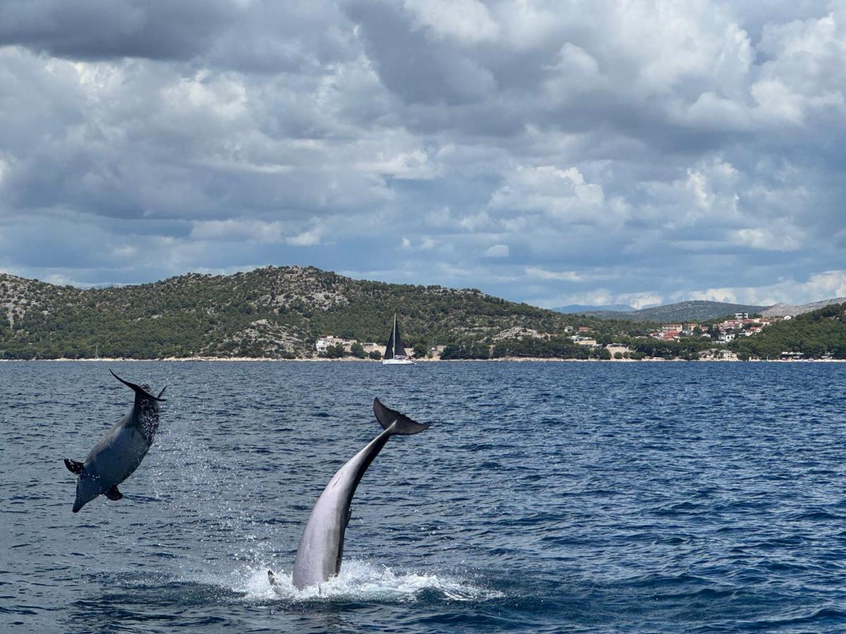 Vodice Dolphin Tour