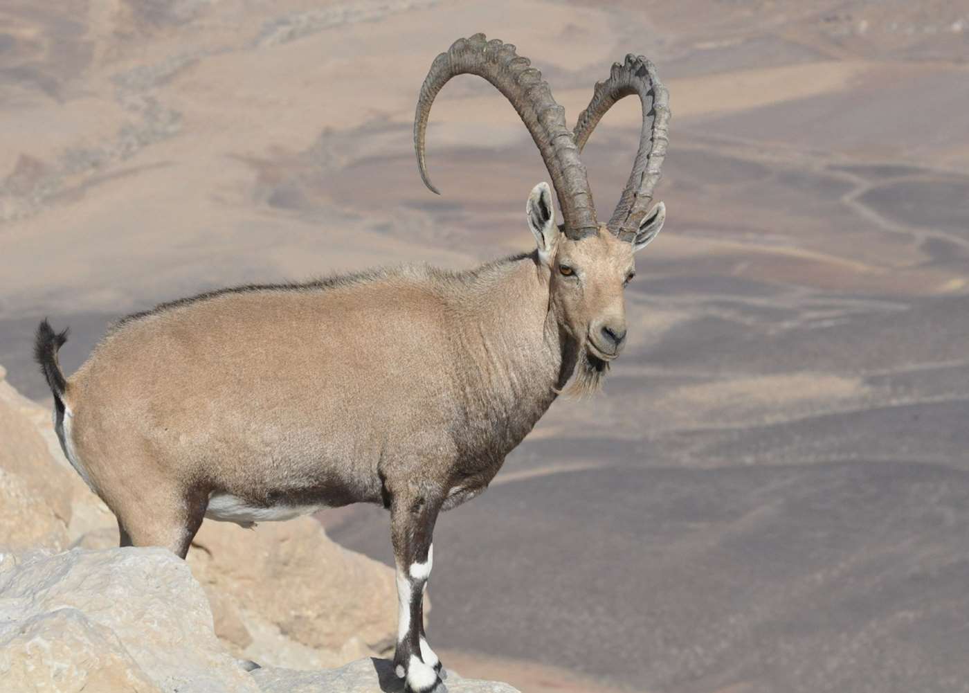 Raddas Ranger Station & Ibex Enclosure