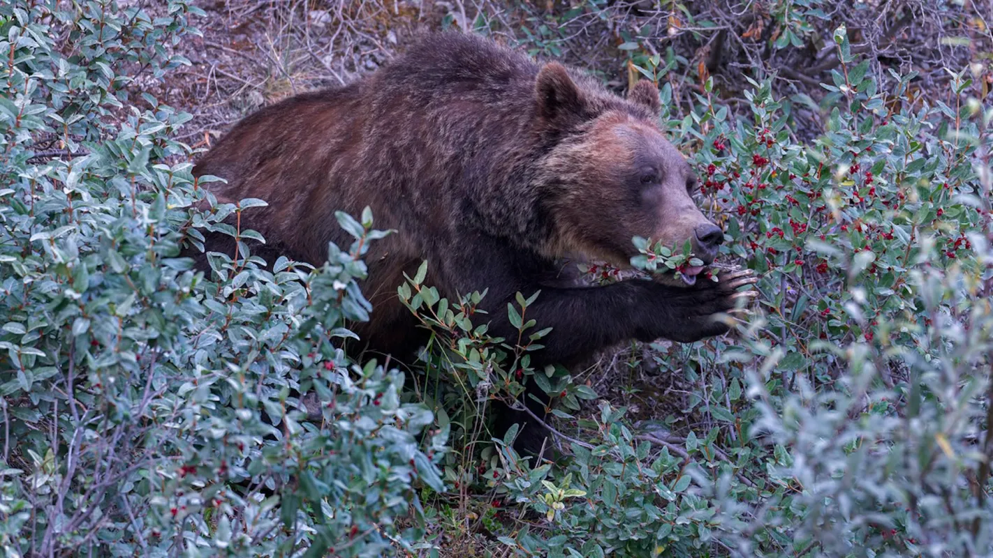 Your experience at Banff Evening Wildlife Safari
