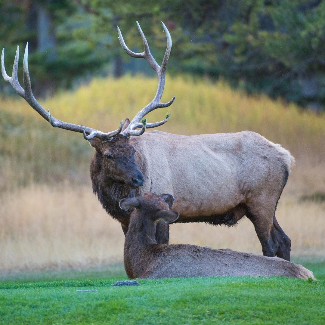 Banff Evening Wildlife Safari