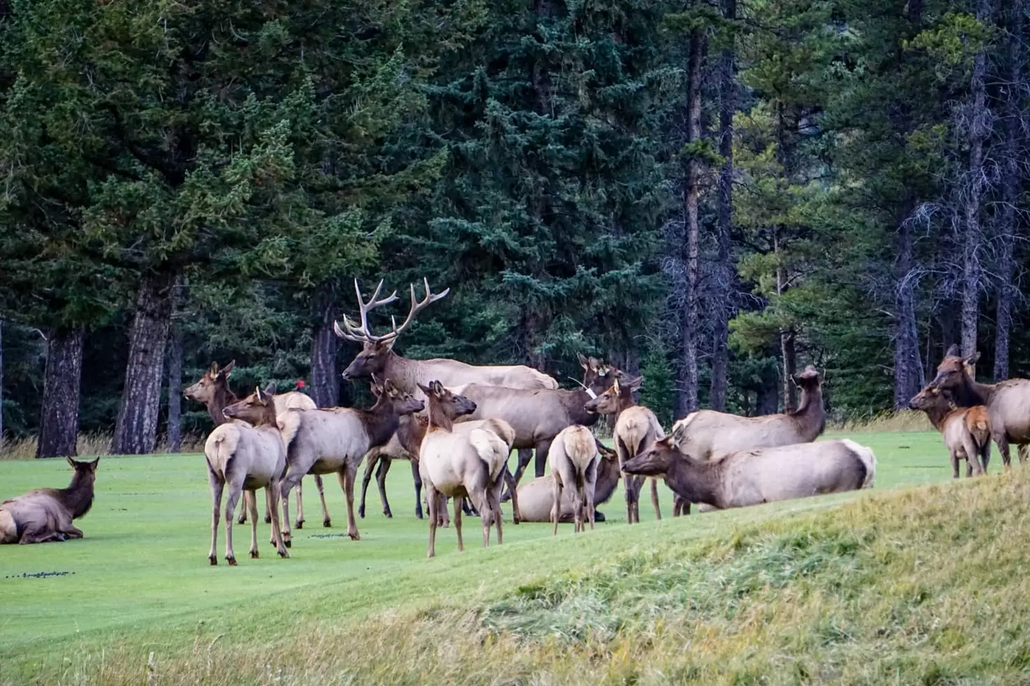 Banff Evening Wildlife Safari Experience