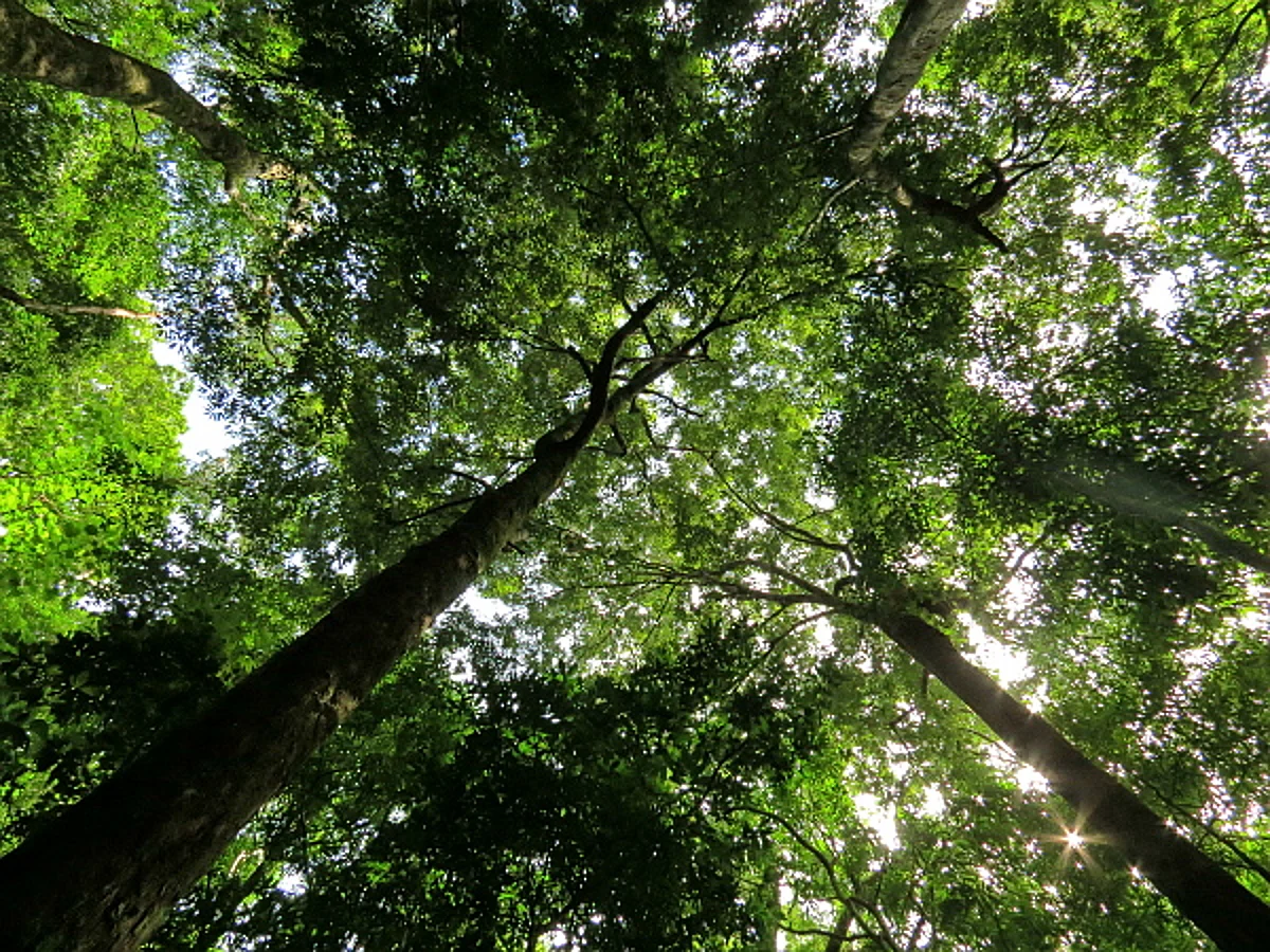 Regenerating Native Forest
