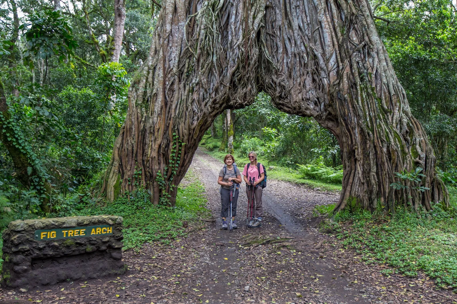 Fig Tree Arch