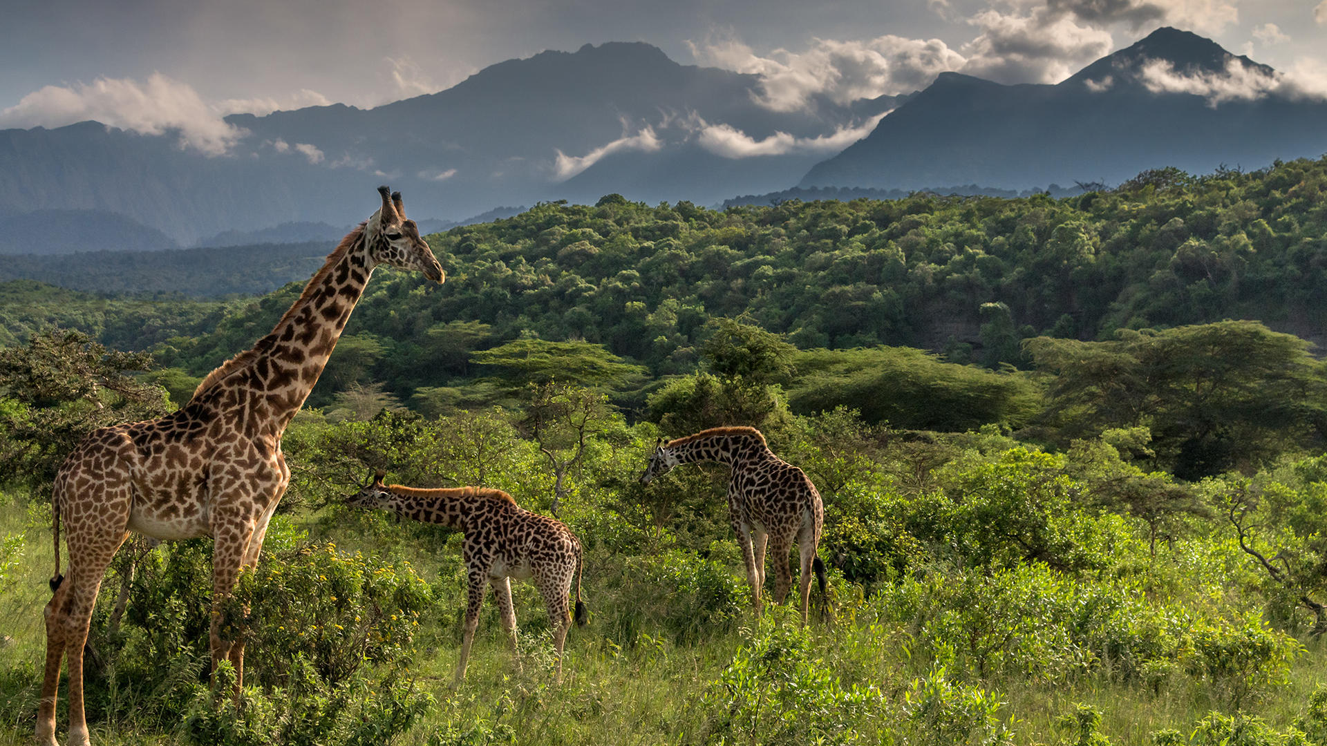 Arusha National Park Day Trip Tours & Tickets