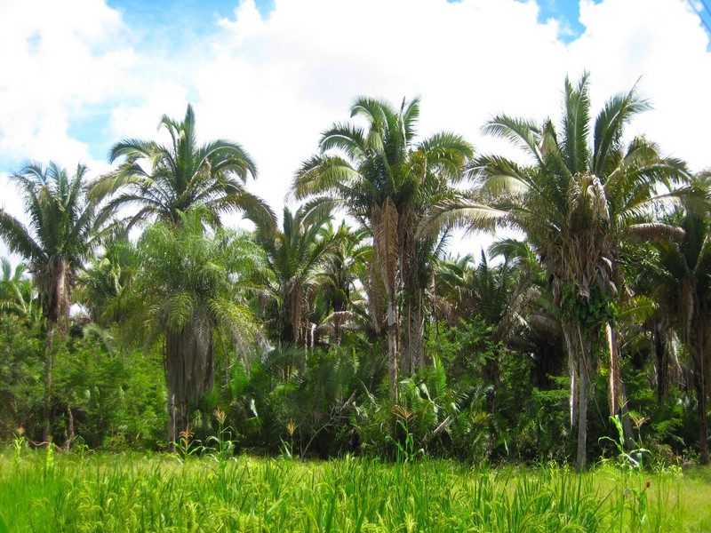 São Luís to Barreirinhas Transfer Gateway