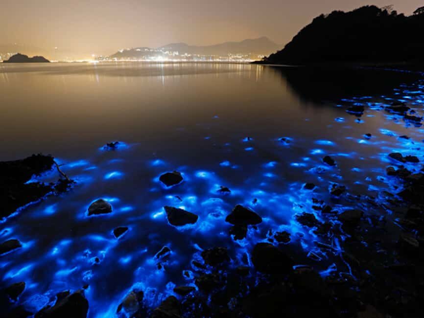 Luminous Lagoon Tour From Montego Bay